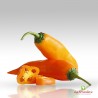 Peperoncino Giallo, Ajì Amarillo Fresco circa 350G.