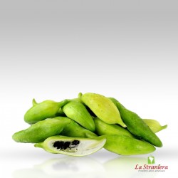 Caigua, kaywa, zucca pantofola, pistone della signora, zucca passero, pepino, Prezzo per kilo