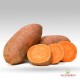 Patata Dolce Gialla, Papa Dulce Gialla, Batata Amarela