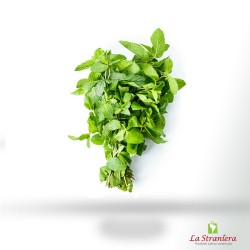 (1pz) Menta Fresca Confezione di 1 pezzi