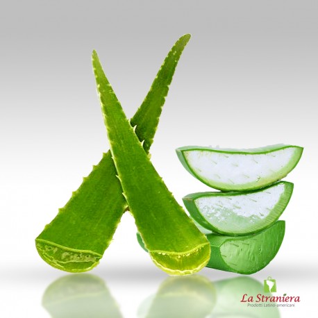 Pianta di Aloe Vera, Sábila
