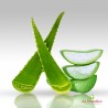 Pianta di Aloe Vera x2 unidades, Sábila