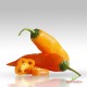 Peperoncino Giallo, Ajì Amarillo 